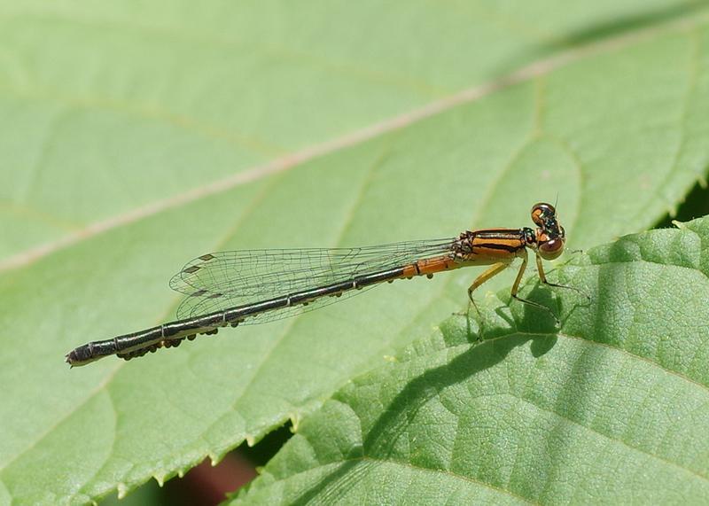 Photo of Eastern Forktail