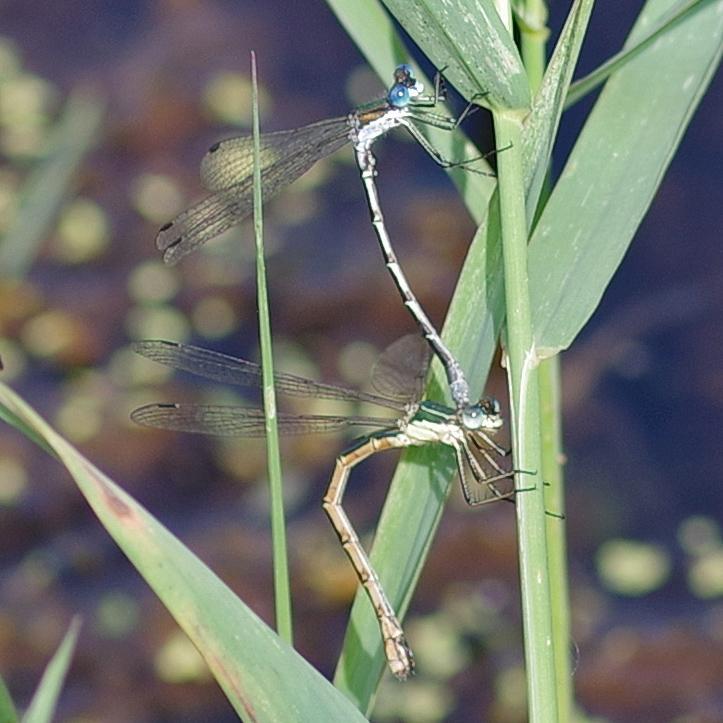 Photo of Emerald Spreadwing