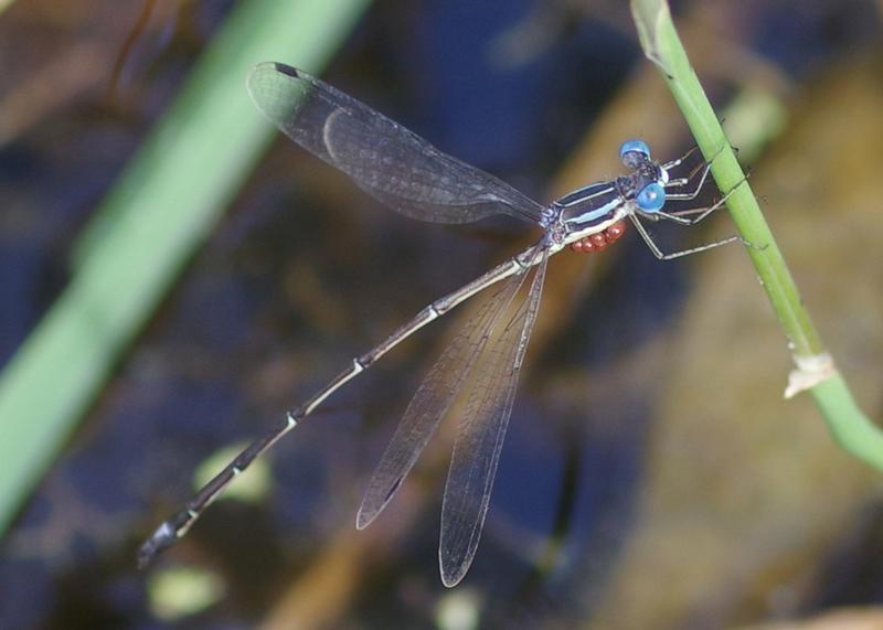 Photo of Slender Spreadwing