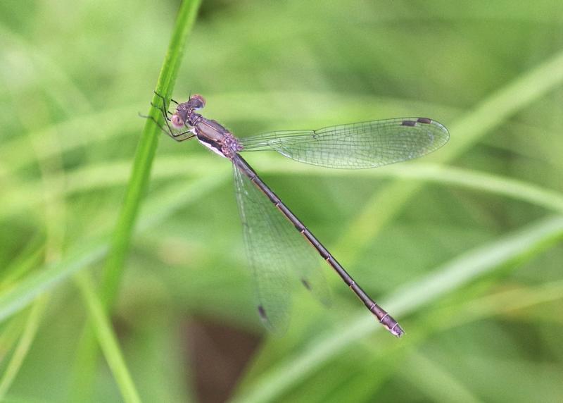 Photo of Spotted Spreadwing