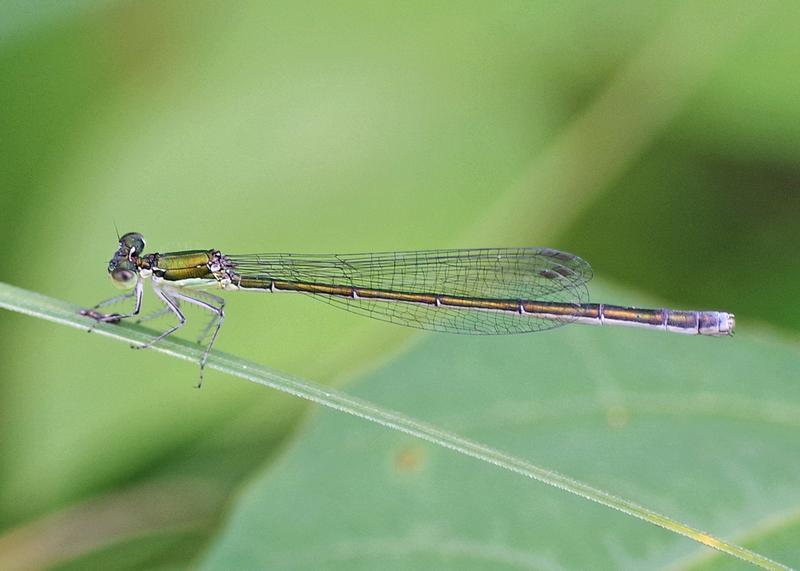 Photo of Sedge Sprite