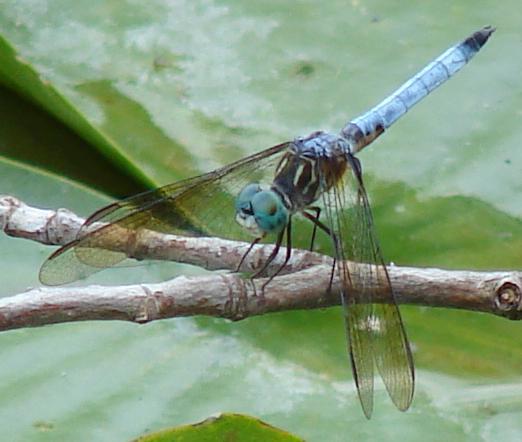 Photo of Blue Dasher