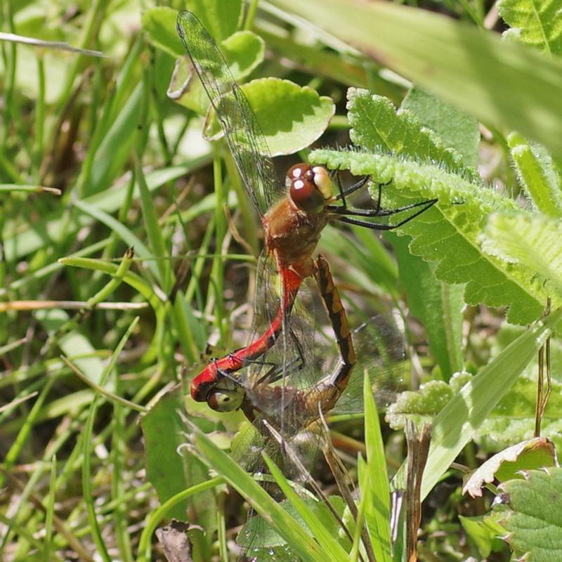 Photo of White-faced Meadowhawk