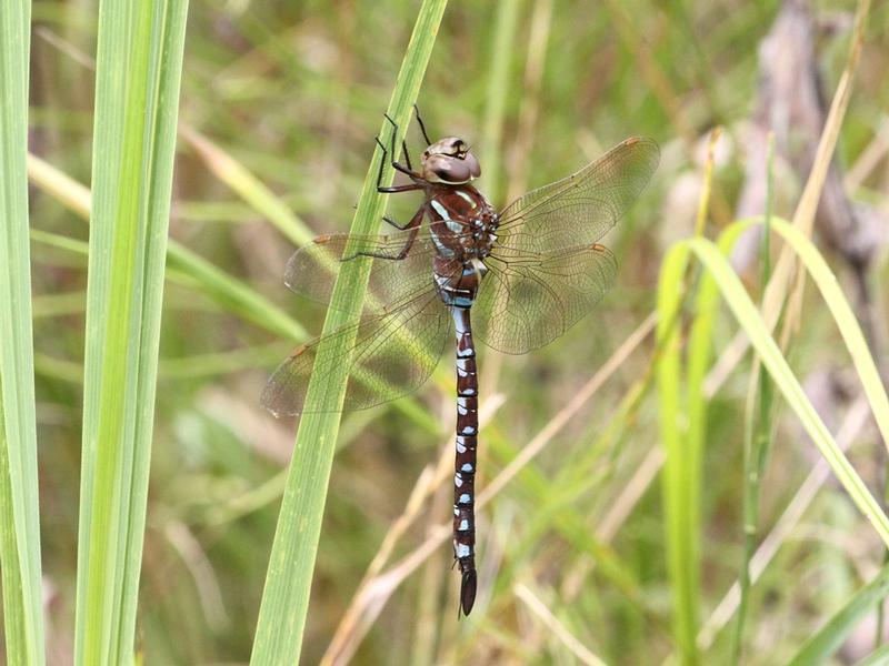 Photo of Lance-tipped Darner