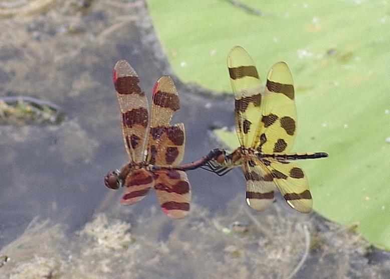 Photo of Halloween Pennant