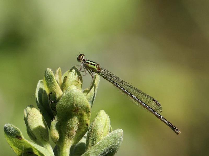 Photo of Orange Bluet