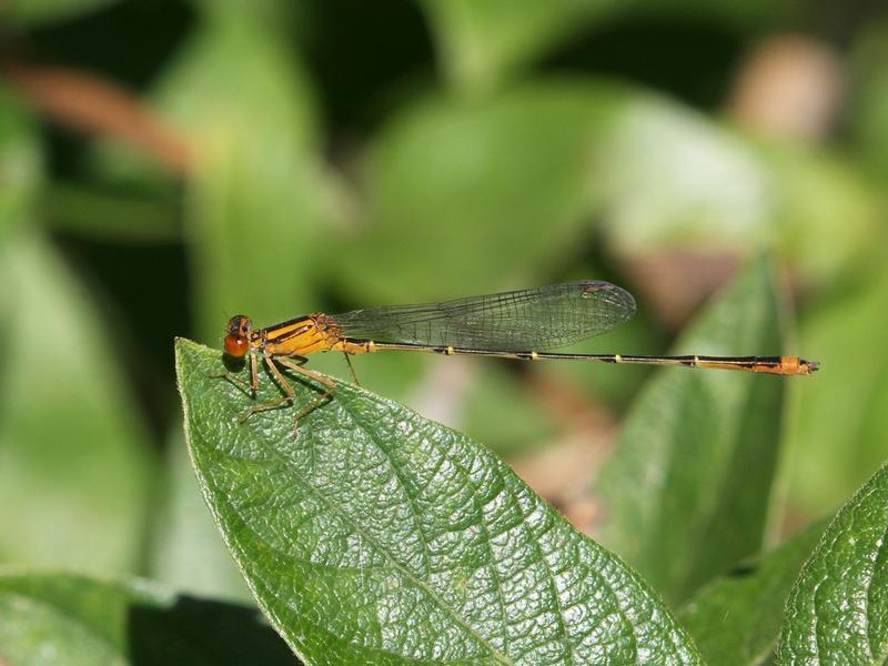 Photo of Orange Bluet