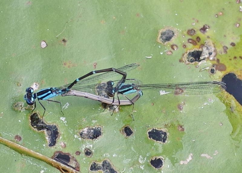 Photo of Skimming Bluet