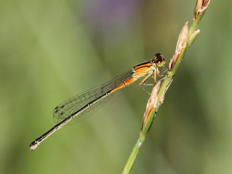 Photo of Eastern Forktail