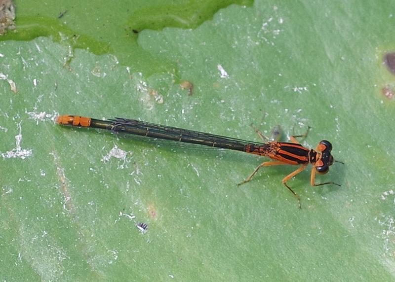 Photo of Lilypad Forktail