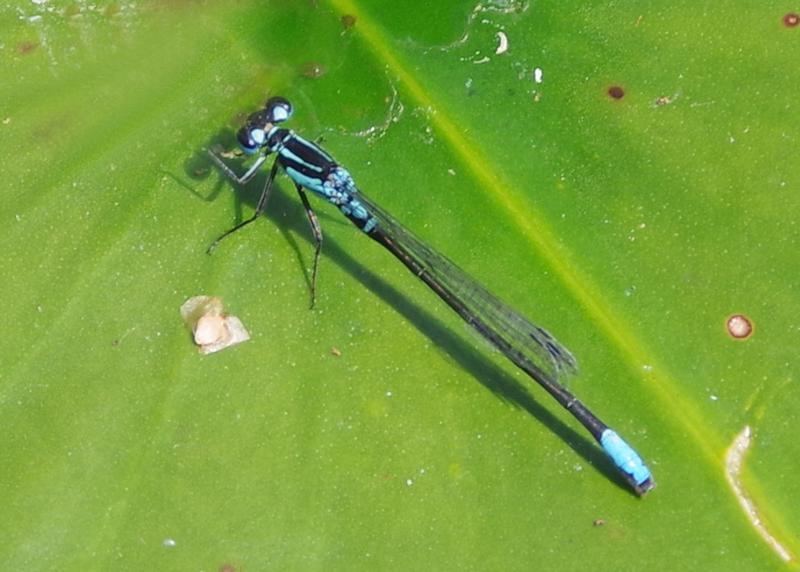 Photo of Lilypad Forktail