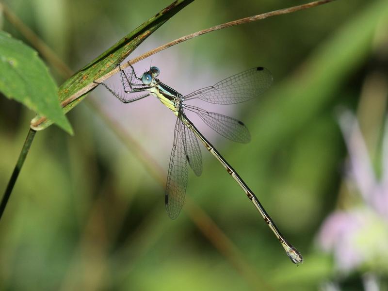 Photo of Slender Spreadwing