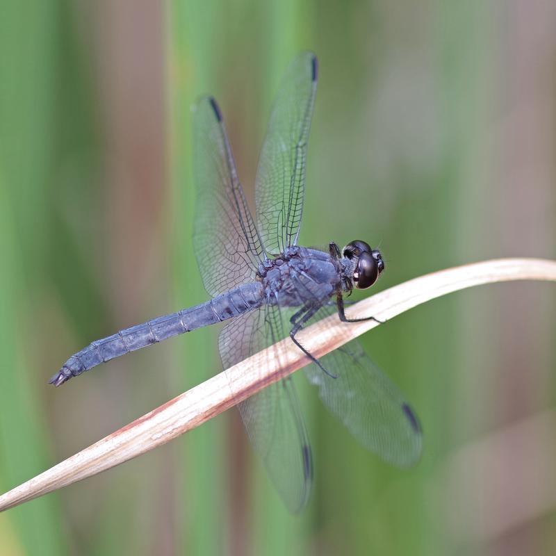 Photo of Slaty Skimmer