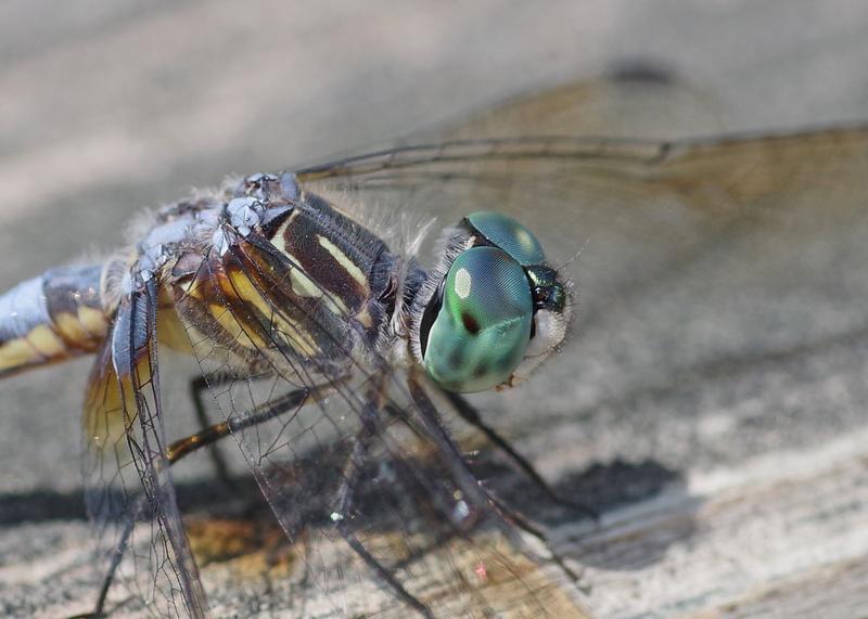 Photo of Blue Dasher