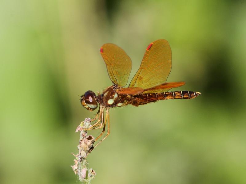 Photo of Eastern Amberwing