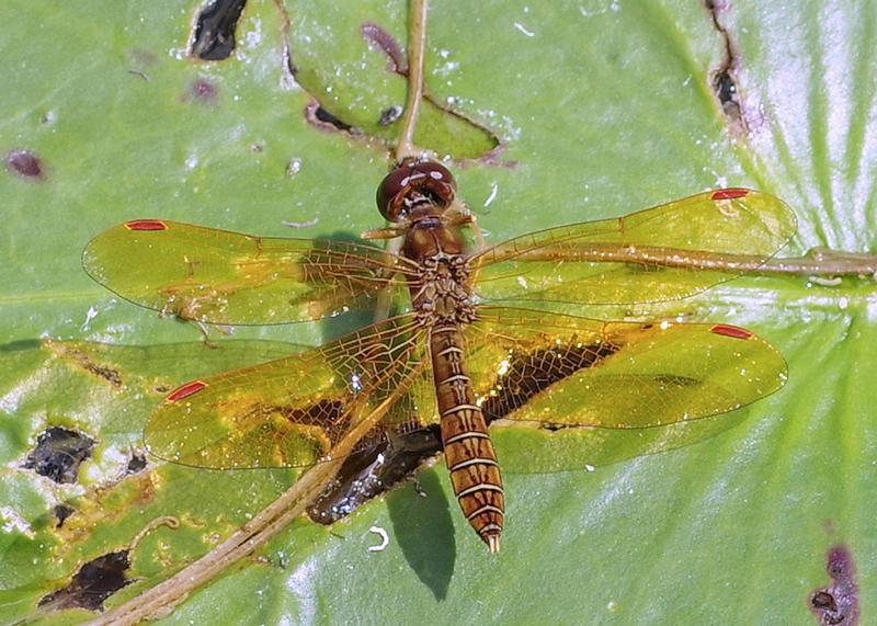 Photo of Eastern Amberwing