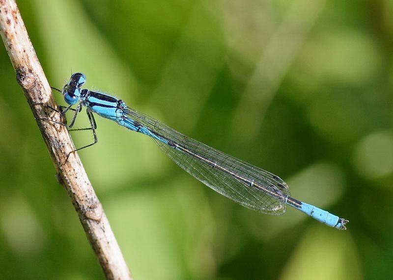 Photo of Azure Bluet