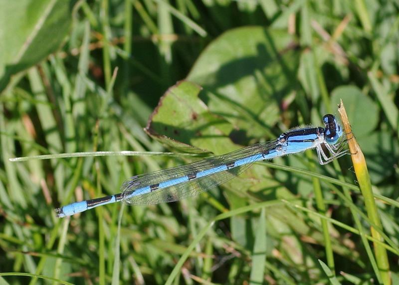 Photo of Familiar Bluet