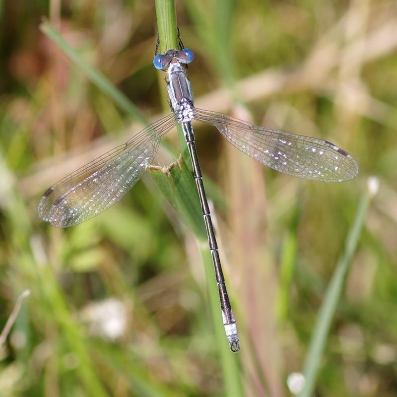 Photo of Lyre-tipped Spreadwing