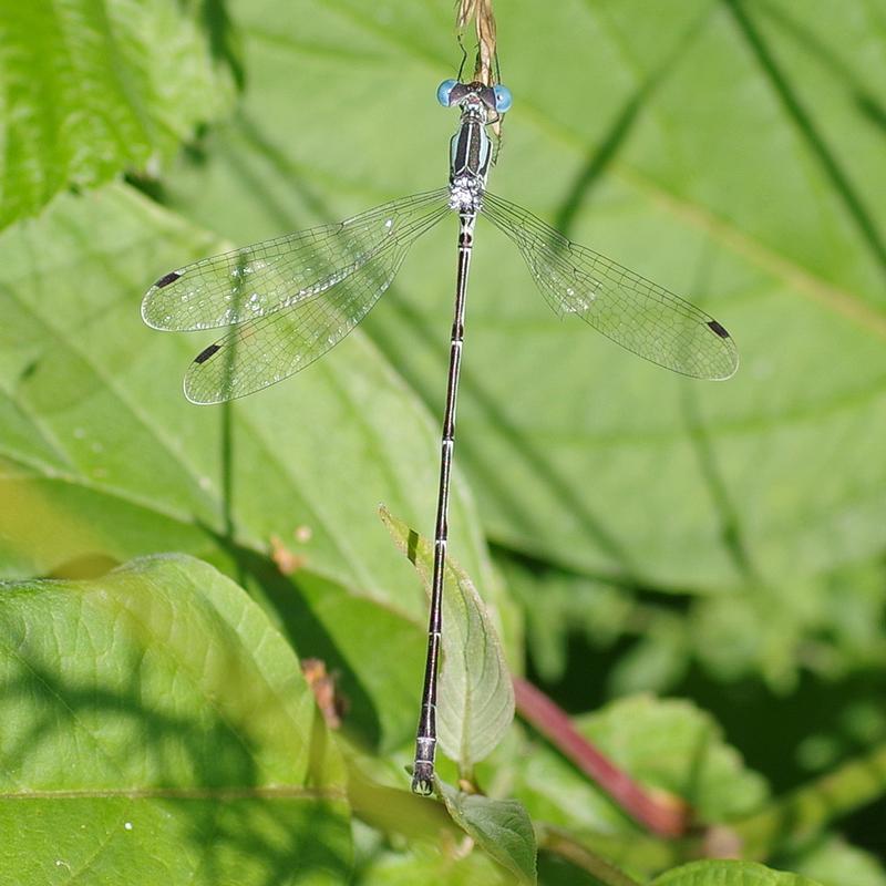 Photo of Slender Spreadwing