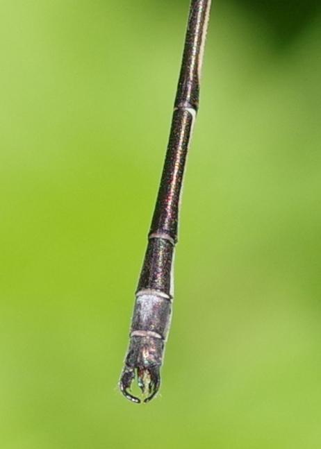 Photo of Slender Spreadwing