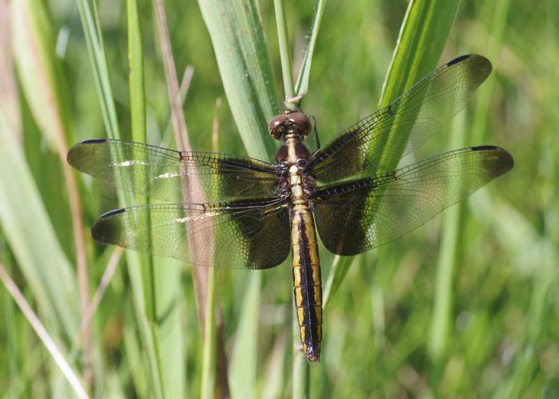 Photo of Widow Skimmer