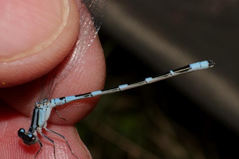 Photo of Tule Bluet