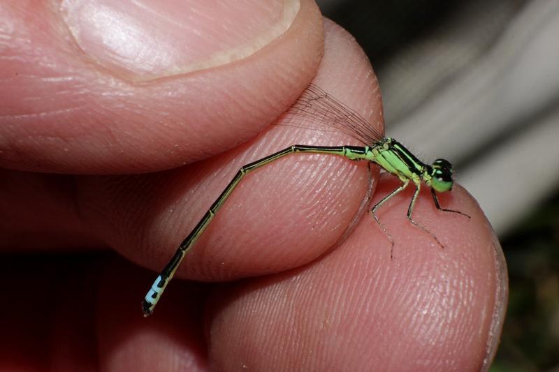 Photo of Eastern Forktail