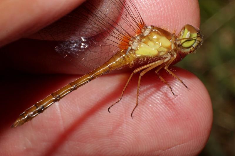 Photo of Autumn Meadowhawk