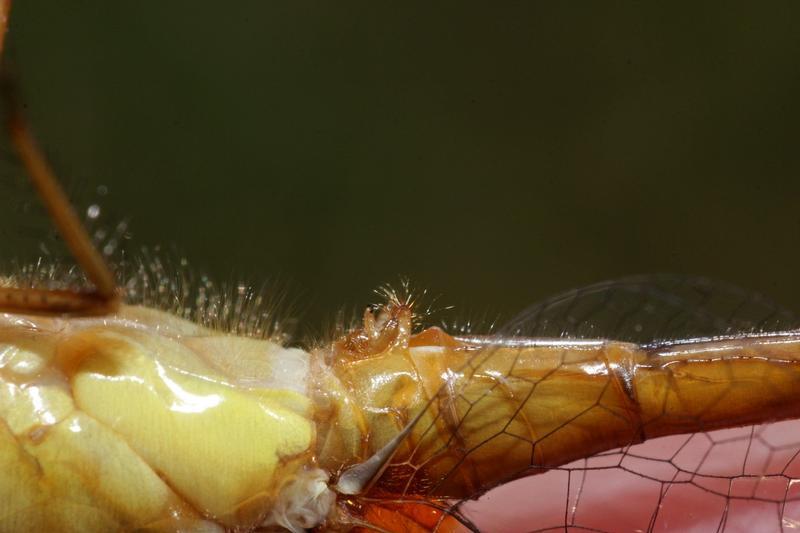 Photo of Autumn Meadowhawk