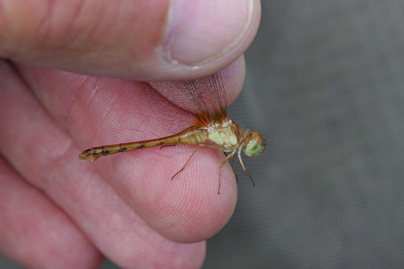 Photo of Autumn Meadowhawk