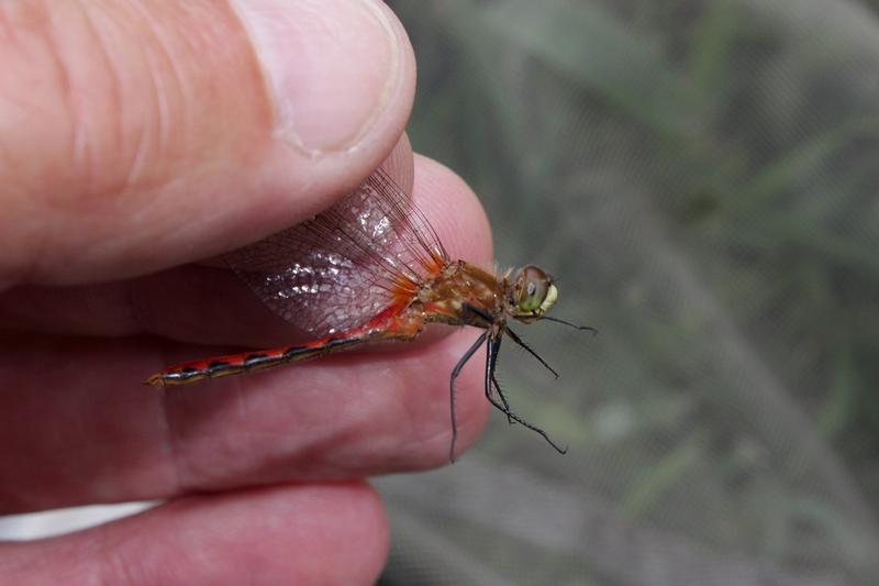 Photo of White-faced Meadowhawk