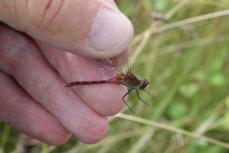 Photo of White-faced Meadowhawk