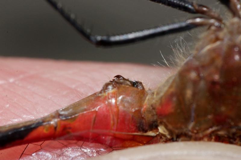 Photo of White-faced Meadowhawk