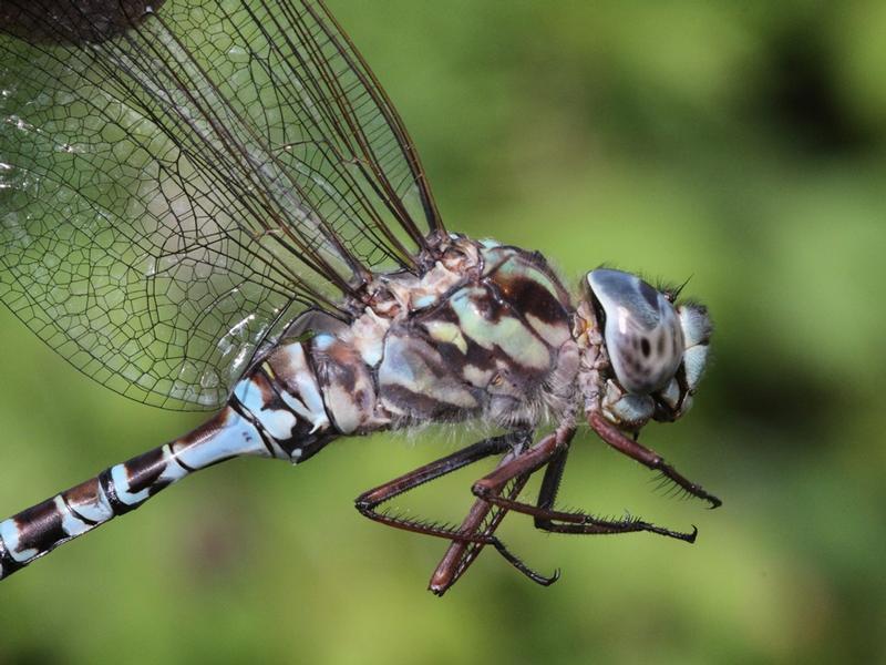 Photo of Mottled Darner