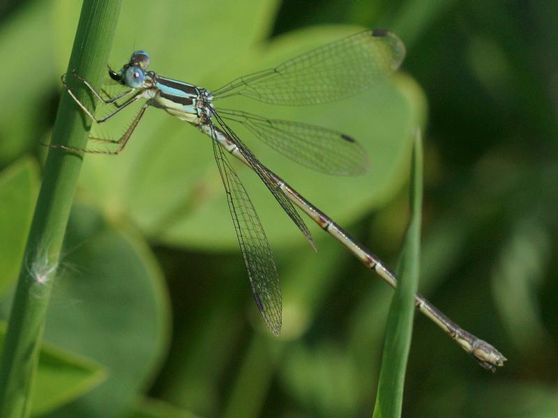 Photo of Slender Spreadwing