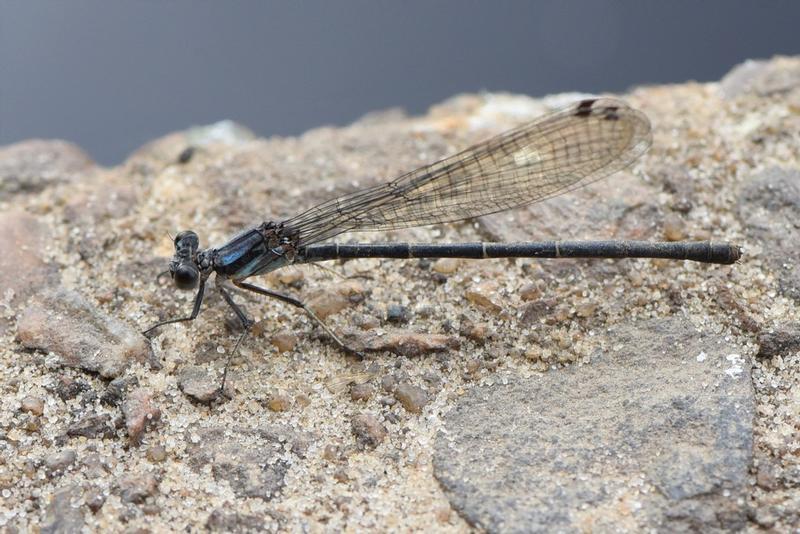Photo of Blue-tipped Dancer