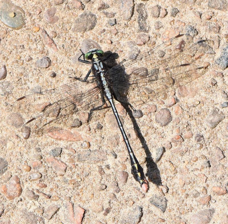 Photo of Black-shouldered Spinyleg