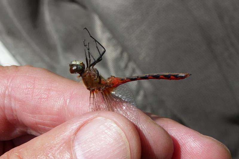 Photo of White-faced Meadowhawk