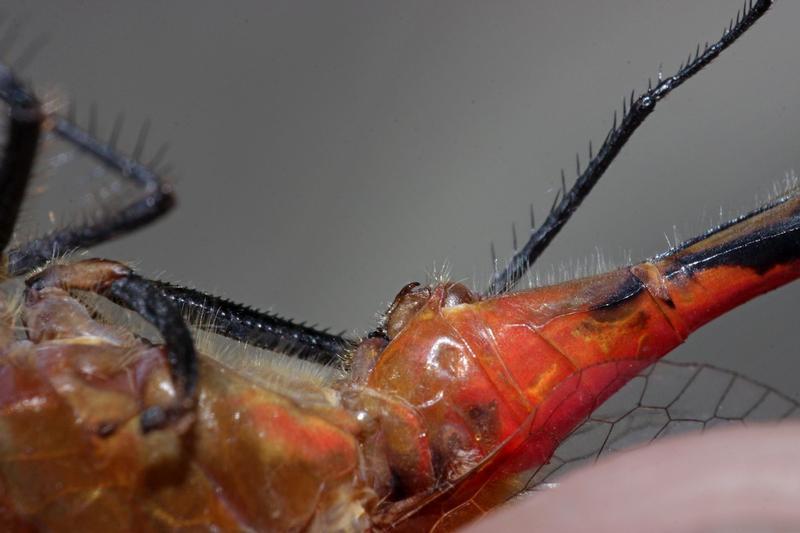 Photo of White-faced Meadowhawk