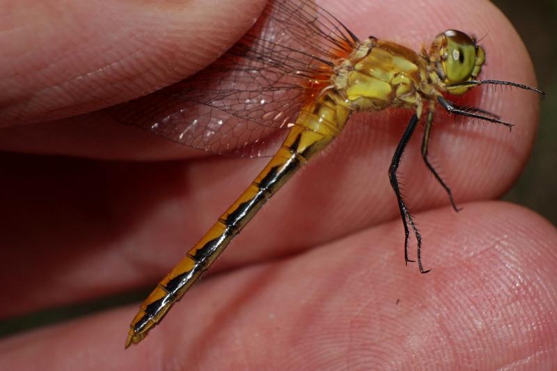 Photo of White-faced Meadowhawk