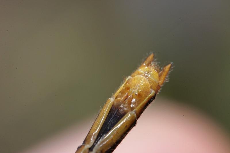 Photo of White-faced Meadowhawk