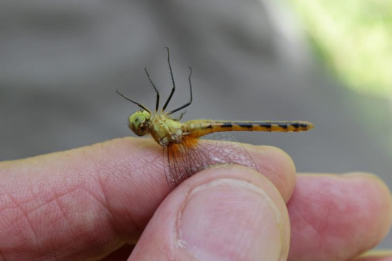 Photo of White-faced Meadowhawk