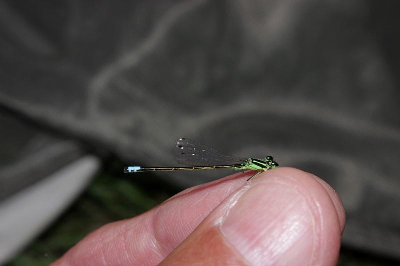 Photo of Eastern Forktail