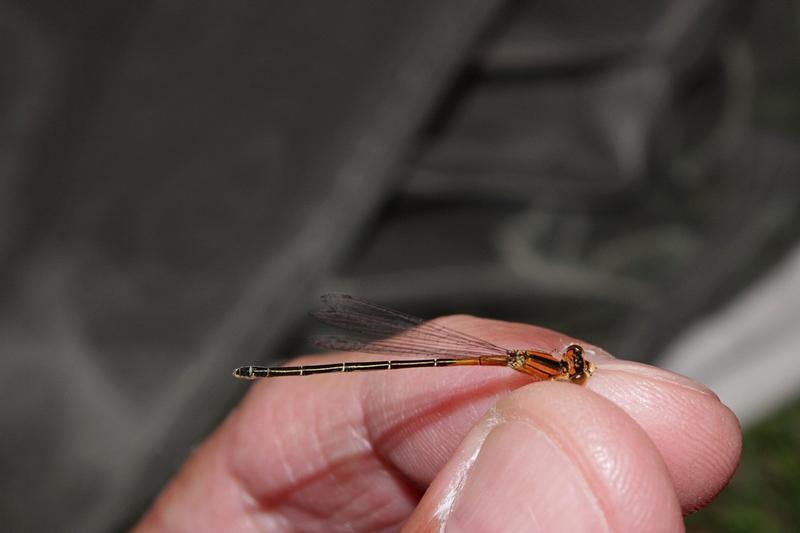 Photo of Eastern Forktail
