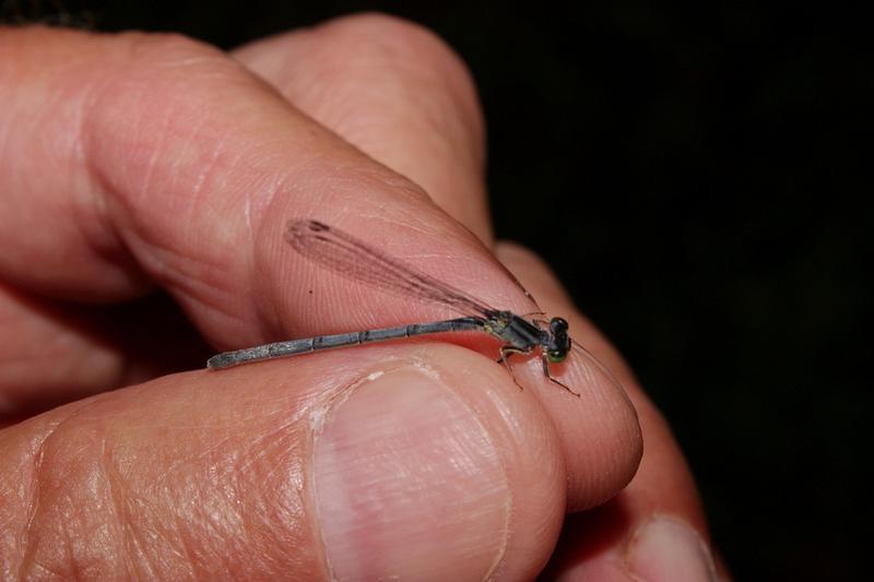 Photo of Eastern Forktail