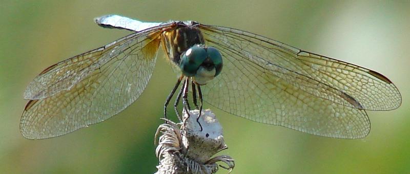 Photo of Blue Dasher