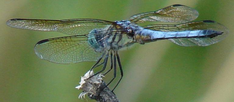 Photo of Blue Dasher