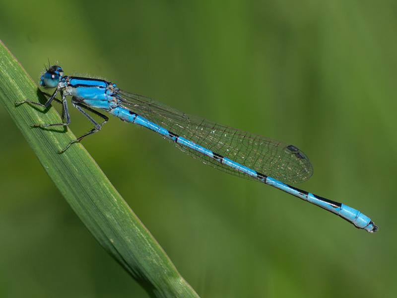 Photo of Familiar Bluet