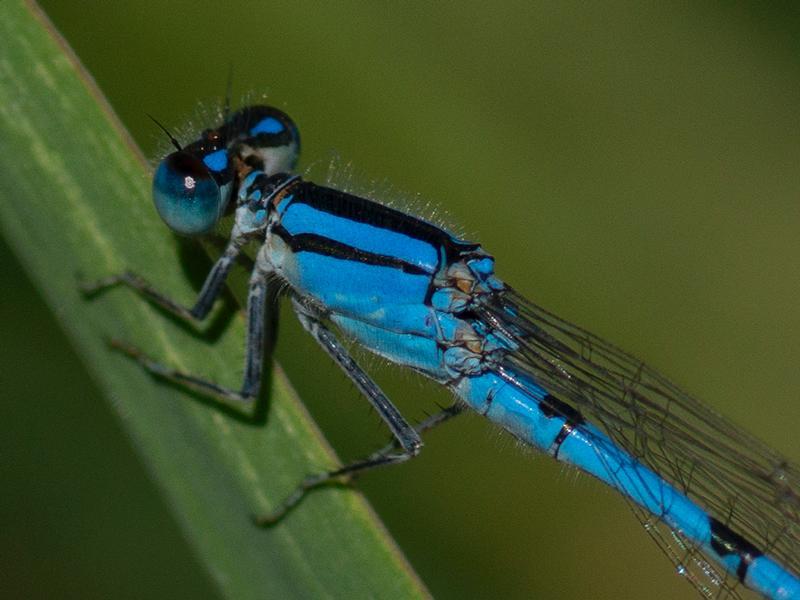 Photo of Familiar Bluet